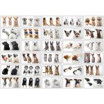 Fényképes Bulldog Párna - Egyedi Kutyás Ajándéktárgy