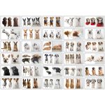 Fényképes Bulldog Párna - Egyedi Kutyás Ajándéktárgy