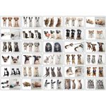 Fényképes Bulldog Párna - Egyedi Kutyás Ajándéktárgy