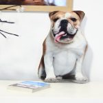 Fényképes Bulldog Párna - Egyedi Kutyás Ajándéktárgy